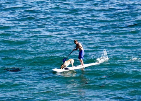 paddleboarder and dog at leadbetter beach ca