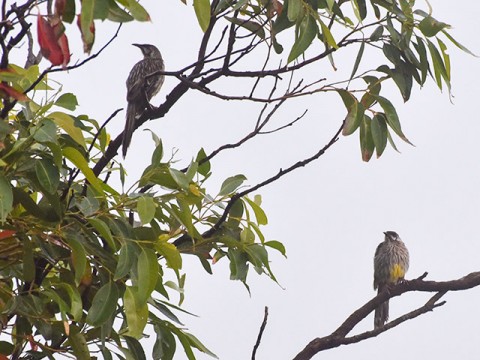 wattlebirds