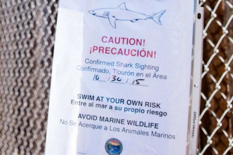 shark warning