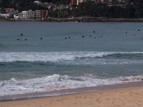 manly surf